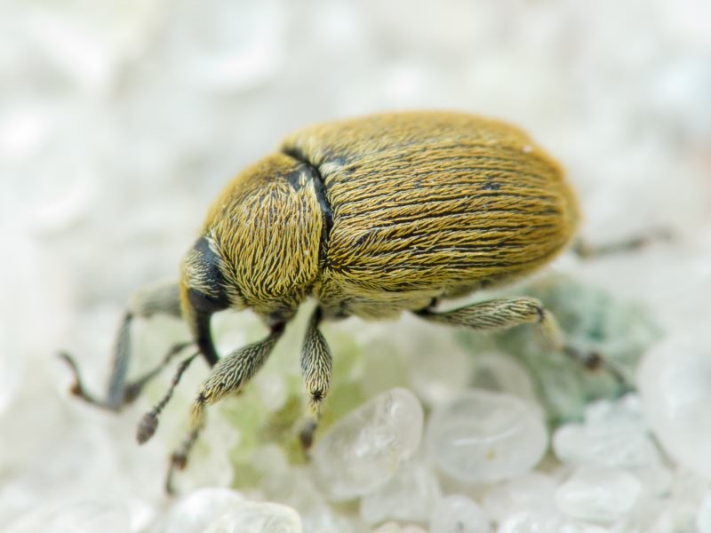 Rhinusa neta (Germar, 1821)